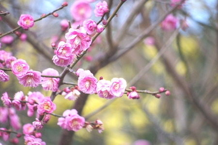 Red Plumの写真素材