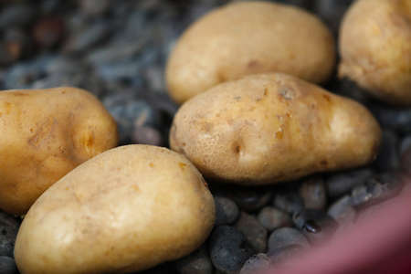 Potatoes lined up in a stone-grilled potato machineの写真素材