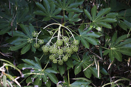 A paper plant with leaves like a tengu's uchiwaの写真素材