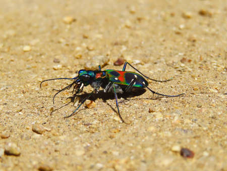 Nami tiger beetle classified in the tiger beetle family that inhabits some areas of the Japanese archipelagoの写真素材