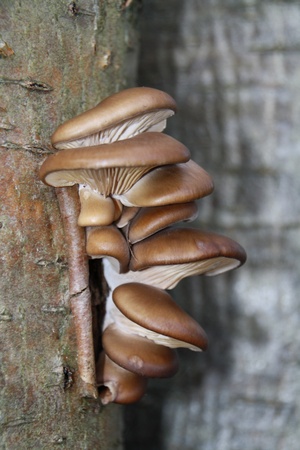 wild oyster mushroomの写真素材