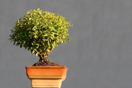 bonsaiの写真素材