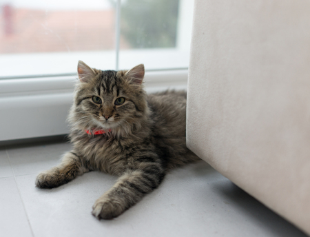 Cute cat enjoying at homeの写真素材