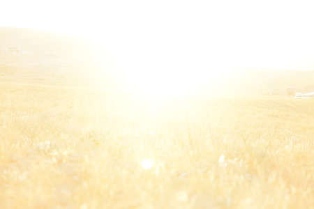 Sunset at yellow fieldの写真素材