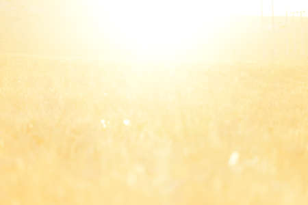 Sunset at yellow fieldの写真素材