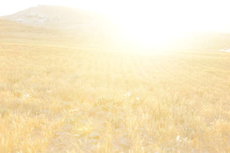 Sunset at yellow field