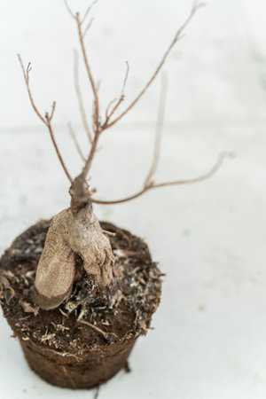 dead plant in potted on the floorの写真素材