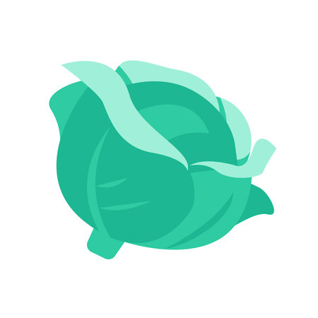 Head of cabbage. Vector illustration. Isolated on white background.のイラスト素材