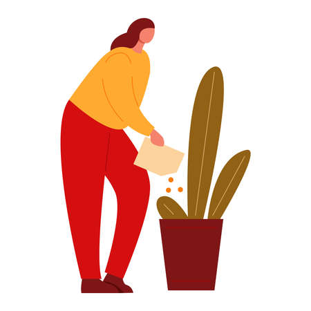 A woman puts fertilizer in a pot with a plant. Growing home flowers care. Vector illustration in flat style.のイラスト素材