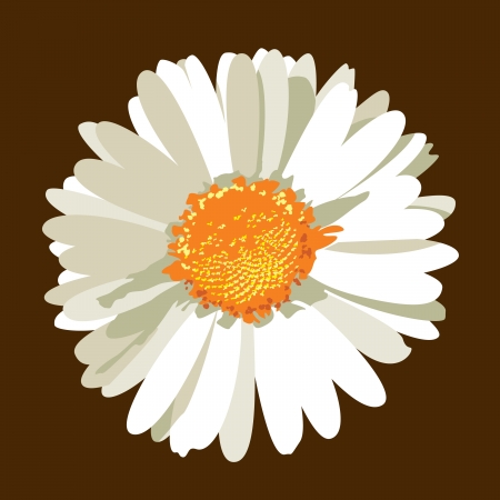 Daisy Flower  Vector Illustration のイラスト素材