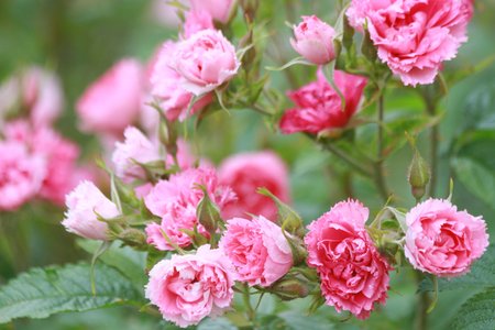 garden flowersの写真素材