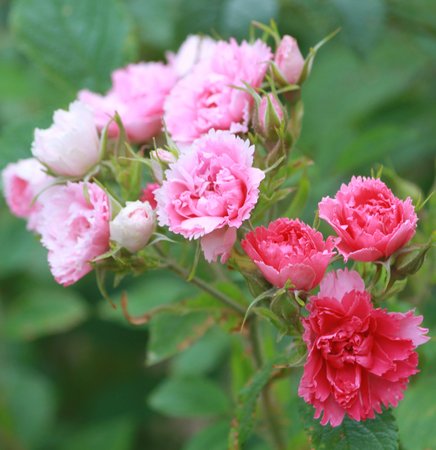 garden flowersの写真素材