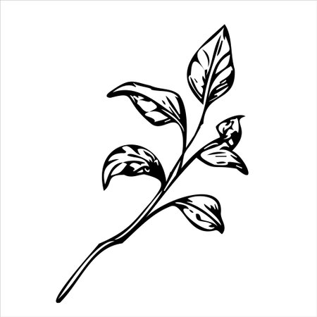 flower on white background Elements are isolated on a white background. Design for printing on cards, invitationsのイラスト素材