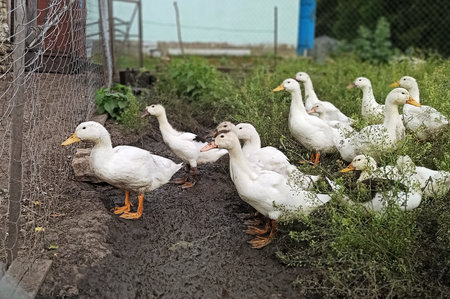 domestic duck farming, housekeeping, breeding of ducks and poultry. duck meat productionの写真素材