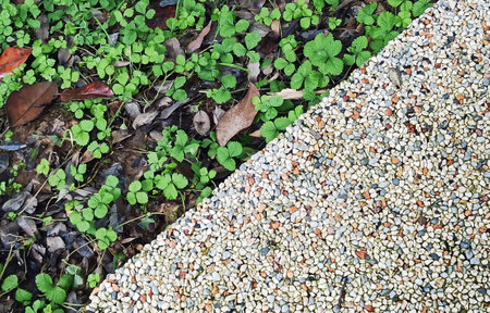 the path is the texture of stone and grass. close-up. background image Straight line of stone pavement and lawn Top viewの写真素材