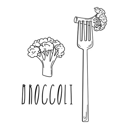 Garden broccoli icon. Outline garden broccoli vector icon for web design isolated on white backgroundのイラスト素材
