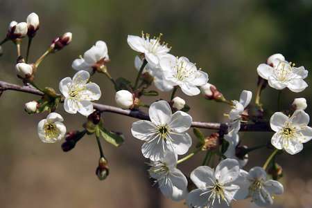 blooming apple branch on a sunny dayの写真素材