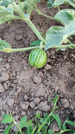 Watermelon plant growing in a garden under clear sky during summer seasonの写真素材