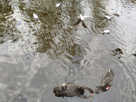 Black swans and gulls swim in pondの写真素材