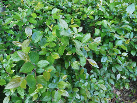 Green hedge growing in the gardenの写真素材