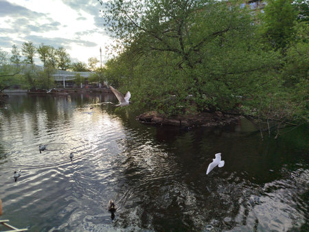 Flying birds in a park lake during daytimeの写真素材