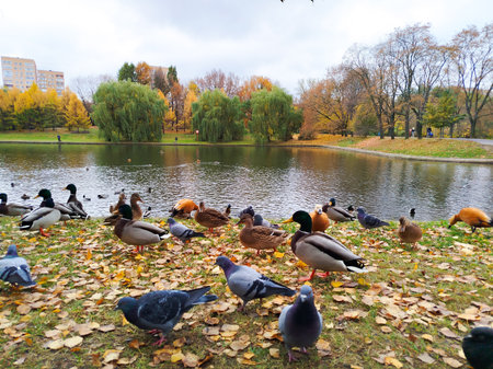 Ducks and pigeons gather by the pond in autumnの写真素材