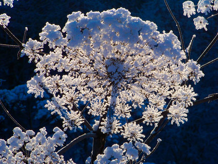 Snow covers plant in winter, showcasing natures frost at dusk