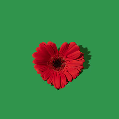 Minimal Valentine composition with red daisy flower in shape of heart on bold green background....
