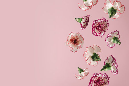 Creative colorful scene made of carnation blossom falling on pastel pink background. Nature flower concept. Spring floral layout. Minimal birthday or wedding aesthetic.の写真素材