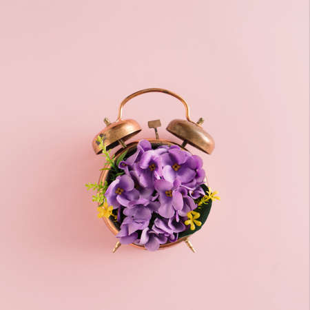 Violets blossom growing out from an old alarm clock. Spring visual concept. Minimal flat lay...