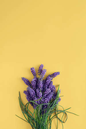 Purple grape hyacinth flowers on yellow background. Creative spring and flower visual. Minimal flat lay with copy space. Nature aesthetic. Greeting card idea.の写真素材
