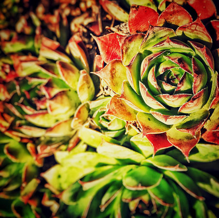 Succulentsの素材