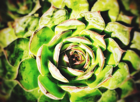 Succulentの素材
