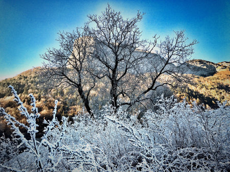 Winter treesの素材
