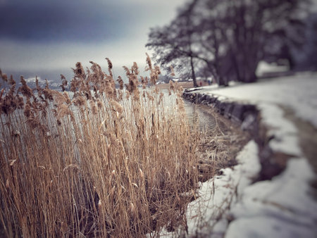 Winter lake viewの素材