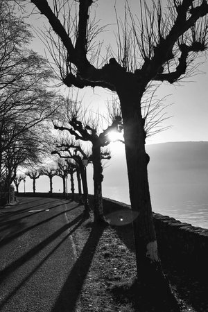 Shadows and treesの素材