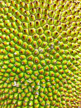 Jack fruit up closeの素材