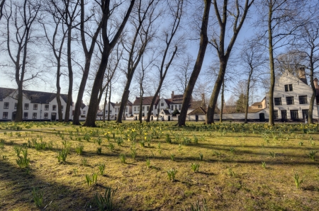 White houses of Beguinage in Bruges with narcissusのeditorial素材