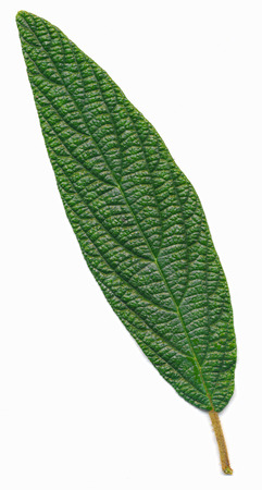 Green leaf isolation on a white background