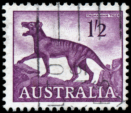 AUSTRALIA-CIRCA 1961  A stamp printed in Australia, shows a Tasmanian tiger  Thylacinus cynocephalus , circa 1961 のeditorial素材