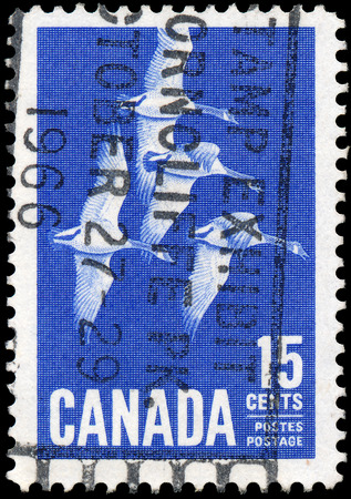 CANADA - CIRCA 1963  A stamp printed in Canada, shows Canada Geese, circa 1963 のeditorial素材