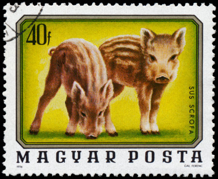 HUNGARY - CIRCA 1976  A stamp printed in Hungary shows image of two wild boar  Sus scrofa , circa 1976 の写真素材