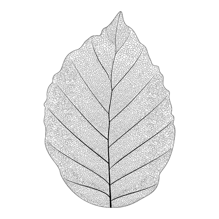 Botanical series Elegant Single Exotic leaf in sketch style in black and white on white backgroundのイラスト素材