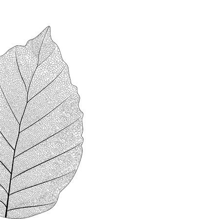 Botanical series Elegant Single detailed  partial leaf in sketch style  black and white on white backgroundのイラスト素材