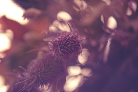 purple flowers with blue backgroundの写真素材