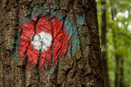 Red trail marker on the tree in forestの写真素材