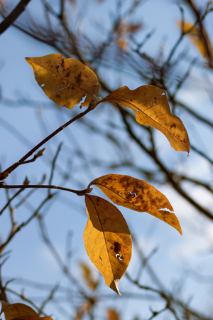 Autumn leaves against the sunlight on blurred blue sky backgroundの写真素材