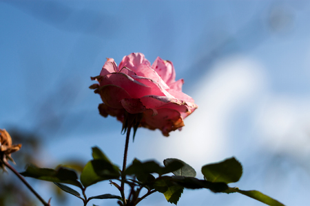 Flowers of pink roses on blurred blue sky backgroundの写真素材
