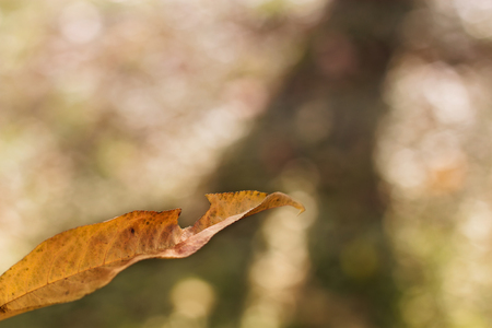 Yellow leaves against the sunlight with blurred backgroundの写真素材