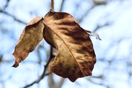 Autumn leaves against the sunlight on blurred blue sky background